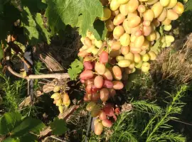 Зображення для оголошення Продам столовый виноград Преображение