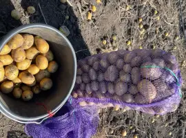 Продам картоплю гала