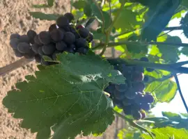 Зображення для оголошення Продам виноград Рошфор та диню Ребекка