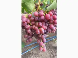 Зображення для оголошення Продам столовый виноград