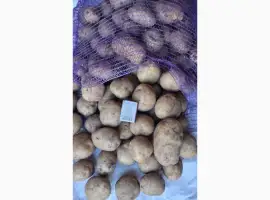 Продам картоплю продовольчу