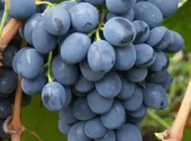 Зображення для оголошення Продам виноград сорт Молдова