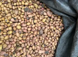 Зображення для оголошення Продаю дрібну картоплю