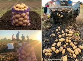 Зображення для оголошення Продаж продовольчої картоплі оптом - сорт Арізона