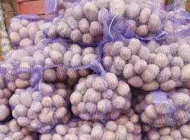Продам картоплю Беллароза оптом від 20 тонн