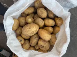 Зображення для оголошення Продам картоплю