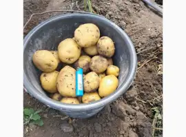Продам товарну картоплю різних сортів