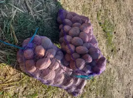 Продам товарну картоплю сорт бела роса