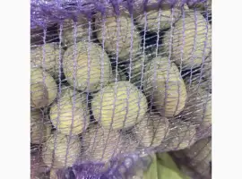 Зображення для оголошення Насіннєва картопля Коломба купити оптом від 10 тонн. Посадка картопля опт