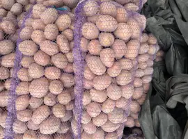 Продам картоплю сорт Бела роса