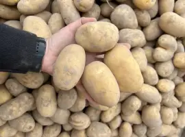 Зображення для оголошення Продам товарну картоплю сорт Саншайн