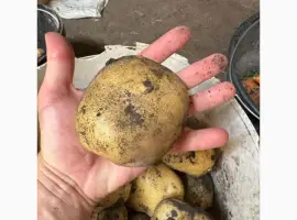 Зображення для оголошення Продам картоплю сорт Рівєра (також є інші сорта)