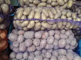 Куплю їстівну картоплю
