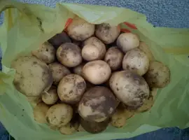 Продам картоплю сорт Рівєра