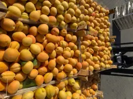 Зображення для оголошення Абрикос
