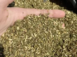 Зображення для оголошення Махорочка крепкая и средняя