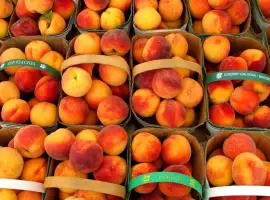 Зображення для оголошення Продам заморожений абрикос оптом від 5 тонн абрикос оптом для виробництва Чернівецька обл
