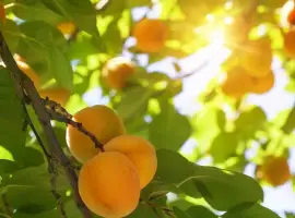 Зображення для оголошення Закупівля абрикоса на переробку Вінницька обл партії від 10 тонн