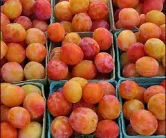 Зображення для оголошення Куплю абрикос Чернівецька обл на заморозку і переробку від 10 тонн