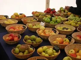 Зображення для оголошення Купуємо абрикос Полтавська обл на переробку і заморозку від 10 тонн
