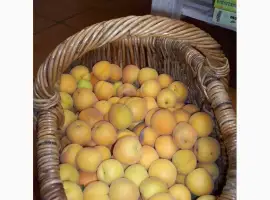 Зображення для оголошення Куплю абрикос Миколаївська обл на промислову переробку від 10 тонн