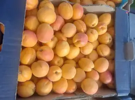 Зображення для оголошення Абрикоса свіжа