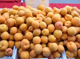 Зображення для оголошення Продам абрикос на переробку від 5 тонн пюре сік заморозка Вінницька обл