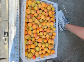 Зображення для оголошення Продам абрикос на заморозку