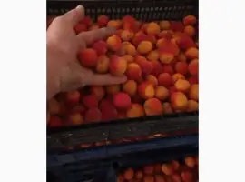 Зображення для оголошення Продам абрикос на джем