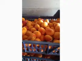 Зображення для оголошення Продам абрикос спілий