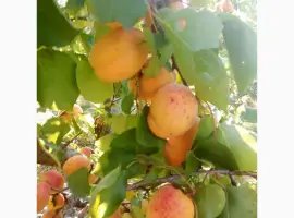 Зображення для оголошення Продам абрикосу сорту Ананаска