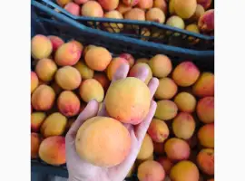 Зображення для оголошення Продам абрикос