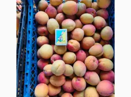 Зображення для оголошення Продам смачний ароматний свіжий абрикос з власного саду