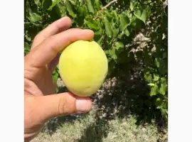 Зображення для оголошення Продам абрикос Вірменський