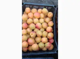 Зображення для оголошення Продам абрикос