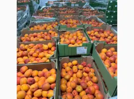 Зображення для оголошення Продам свіжий абрикос Іспанія