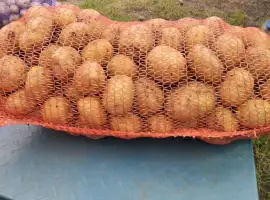 Продам картоплю Коломбо