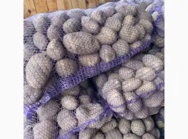 Зображення для оголошення Продам картоплю тайфун