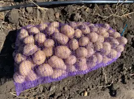 Продам картоплю