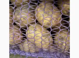 Зображення для оголошення Продаж Картоплі