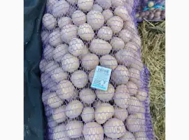 Зображення для оголошення Продам насінну картоплю