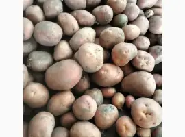 Зображення для оголошення Продам картопю