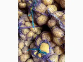 Зображення для оголошення Продам картоплю Рівʼєра