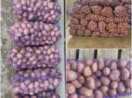 Продаємо товарну картоплю