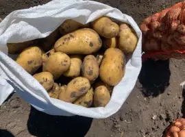 Картопля