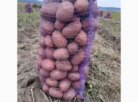 Продам картоплю Бела Роса