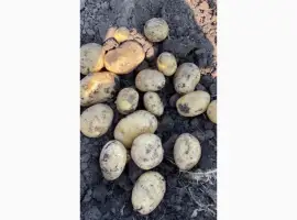Продам Картоплю Арізона