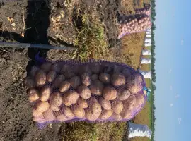 Продам картоплю