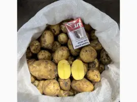Зображення для оголошення ПРОДАМ картопля молода