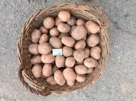Зображення для оголошення Продам товарну картоплю